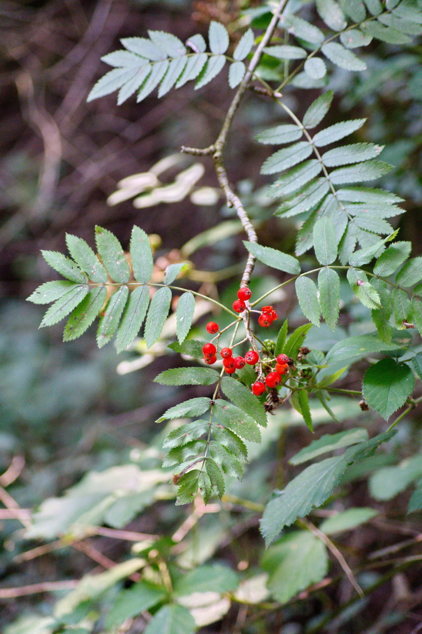 CLOSE-UP OF RED BERRIES ON PLANT