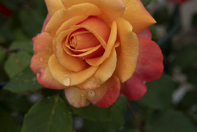 Close-up of rose against blurred background