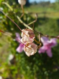 Close-up of flower on tree