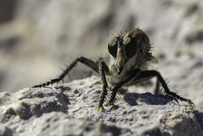 Close-up of insect on rock