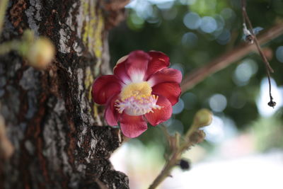 Close-up of red flower on tree trunk