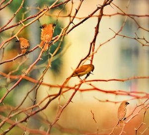 Close-up of bird perching on branch