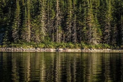 Pine trees by lake in forest