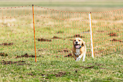 Dog running straight on camera and chasing coursing lure on green field
