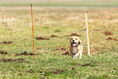 Dogs running on field