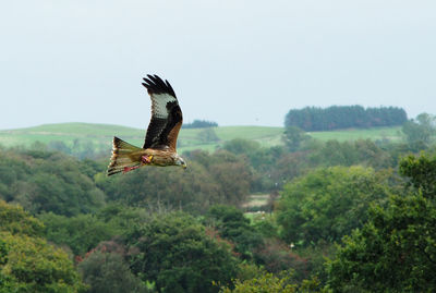 Bird flying over a field