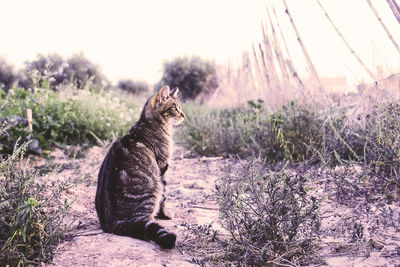 Cat looking away while sitting on field