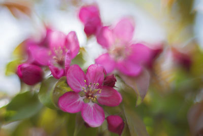 Close-up of pink flowers
