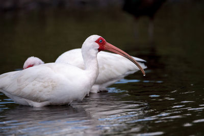 White ibis bird eudocimus albus wades through a marsh and forages for food in the myakka river 