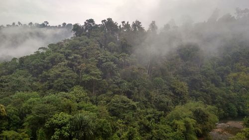 Scenic view of forest against sky