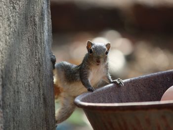 Portrait of squirrel