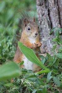 Close-up of squirrel on field