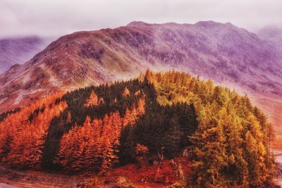 Scenic view of trees on mountain against sky