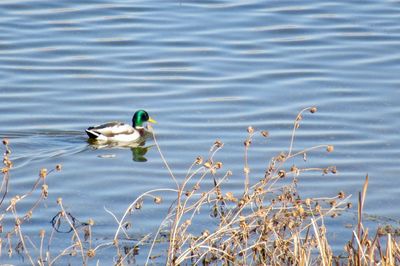 High angle view of ducks swimming in lake