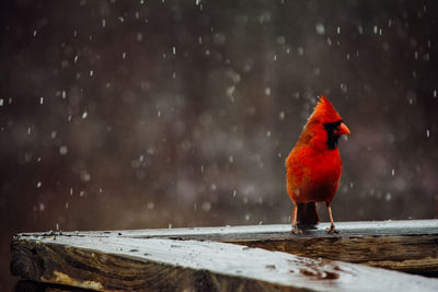 Bird perching on wood during winter