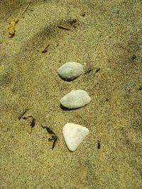 High angle view of crab on sand