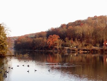 View of birds in lake against clear sky