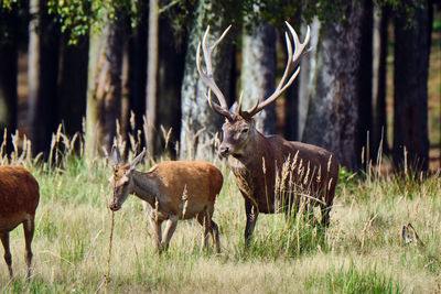 Deer in a field