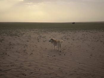 View of a dog on beach