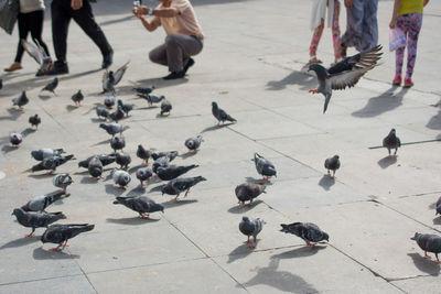 High angle view of pigeons on street in city