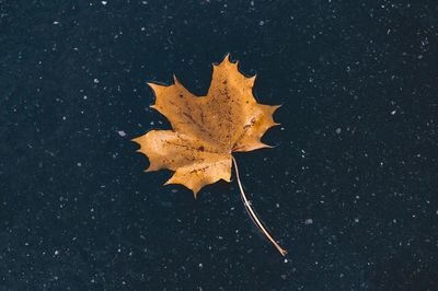 High angle view of maple leaf in water during autumn