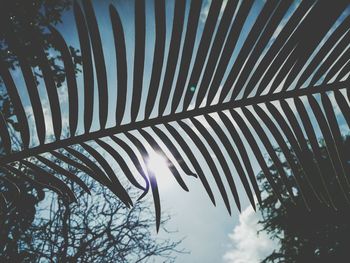 Low angle view of palm trees against sky