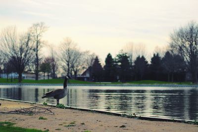 Heron perching on lake by trees against sky