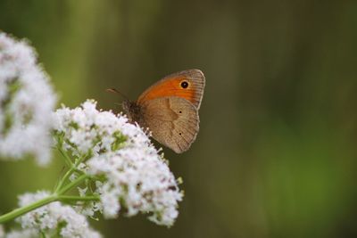 Close-up of butterfly pollinating on flower