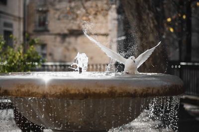 Close-up of fountain with a pigeon