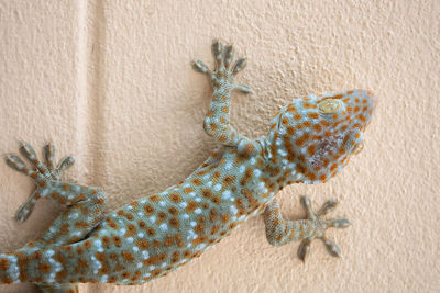 Close-up of lizard on wall