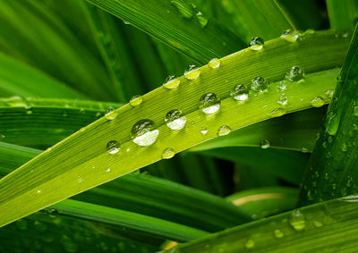 Close-up of water drops on leaf