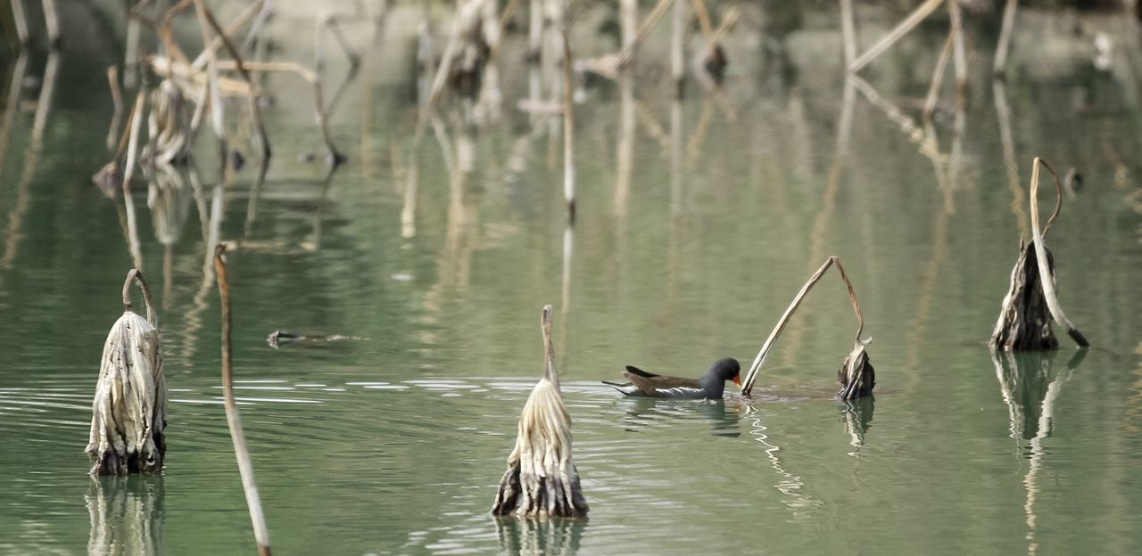 animals in the wild, animal themes, water, bird, wildlife, lake, waterfront, swimming, reflection, duck, nature, rippled, medium group of animals, water bird, beauty in nature, floating on water, two animals, day, outdoors