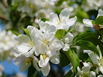 Close-up of white flowers blooming on tree