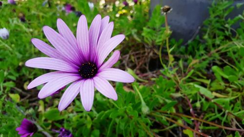Close-up of purple daisy flower blooming in garden