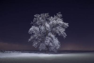Frozen trees and snowy winter scene in rural pennsylvania