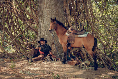 View of a horse in the forest