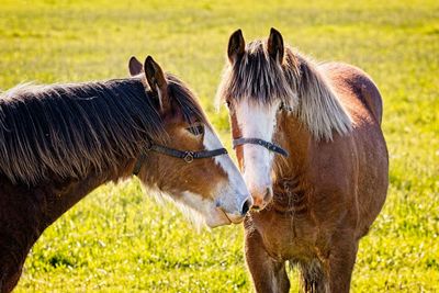 2 clydesdales nuzzle each other