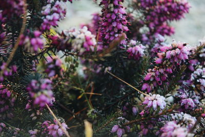 Close-up of pink flowering plants