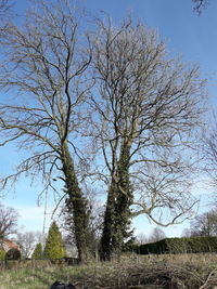 Bare tree on field against sky