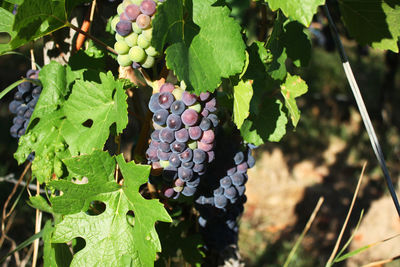 Close-up of grapes growing in vineyard