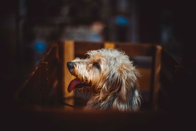 Close-up of dog looking away at home