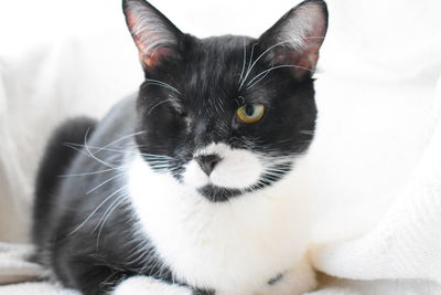 Close-up portrait of a cat