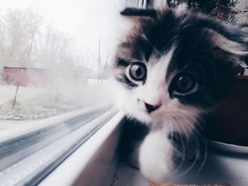 Close-up portrait of a cat