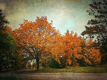 Trees in park during autumn against sky