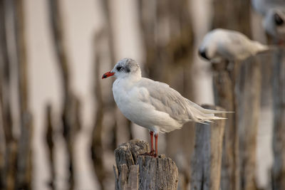 Close-up of seagull perching on wooden post