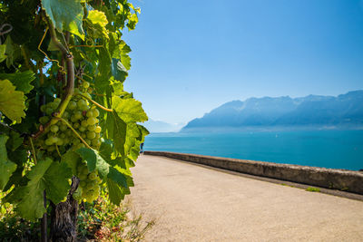 Vineyards on lake geneva, excursions and itineraries among the vineyards, panorama on lake geneva.