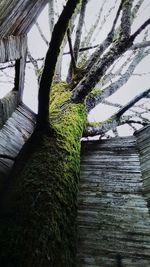 Close-up of tree trunk against sky