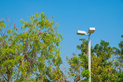 Low angle view of tree against blue sky
