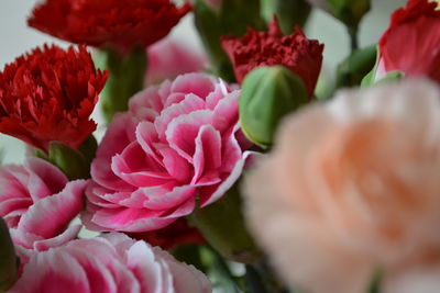 Close-up of pink flowers