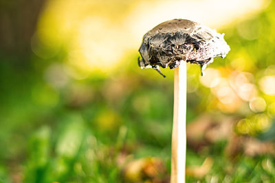 Close-up of mushroom growing on field